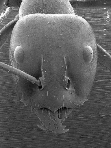 Iridomyrmex purpureus specimen