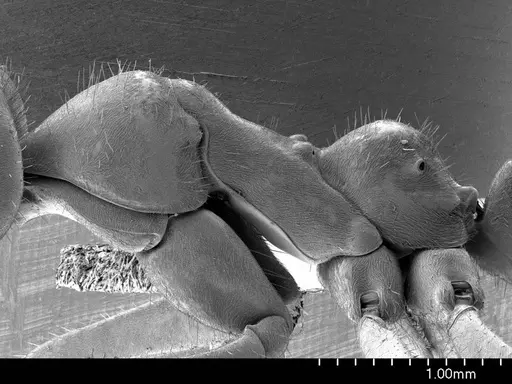 Iridomyrmex purpureus specimen