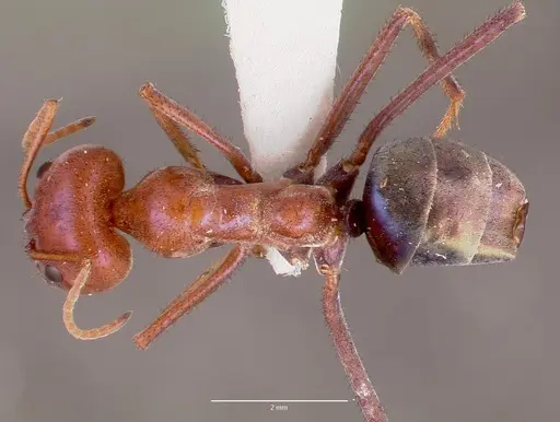 Iridomyrmex purpureus - CASENT0006108