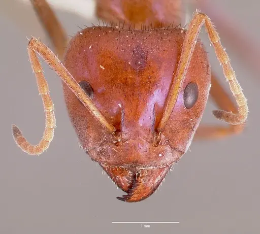 Iridomyrmex purpureus - CASENT0006108