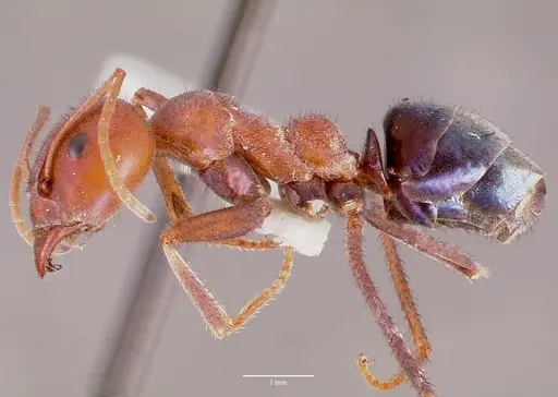 Iridomyrmex purpureus - CASENT0006108