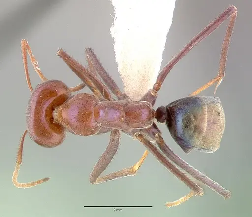 Iridomyrmex purpureus - CASENT0010657