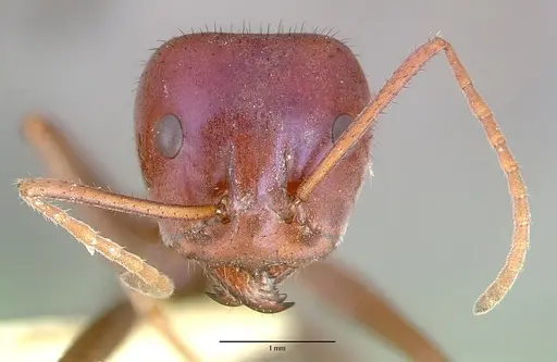 Iridomyrmex purpureus - CASENT0010657