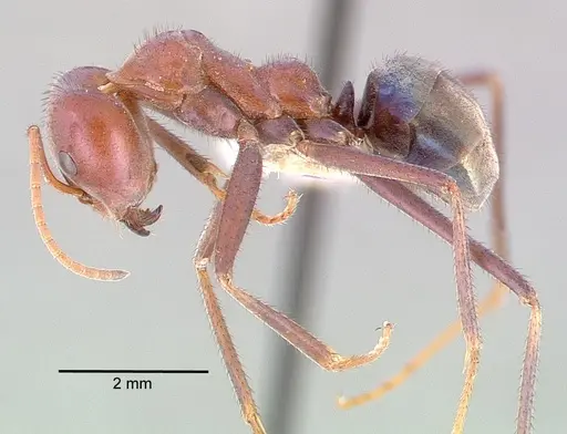 Iridomyrmex purpureus - CASENT0010657