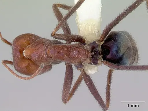 Iridomyrmex purpureus - CASENT0172039
