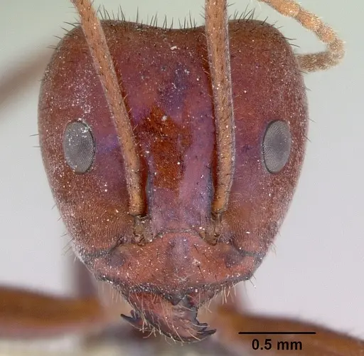 Iridomyrmex purpureus - CASENT0172039