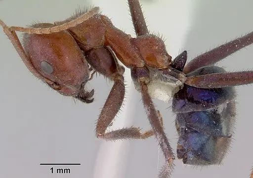 Iridomyrmex purpureus - CASENT0172039