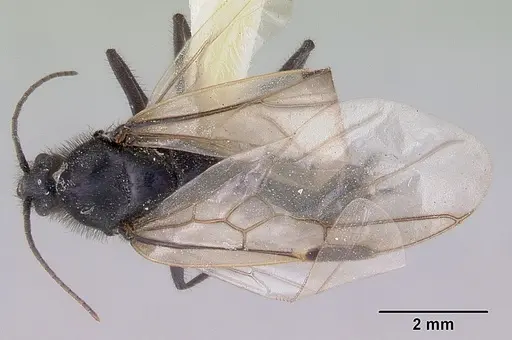 Iridomyrmex purpureus - CASENT0172040