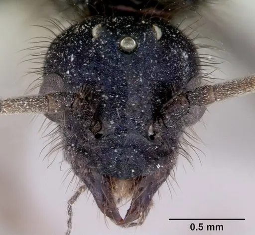 Iridomyrmex purpureus - CASENT0172040