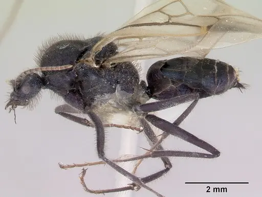 Iridomyrmex purpureus - CASENT0172040