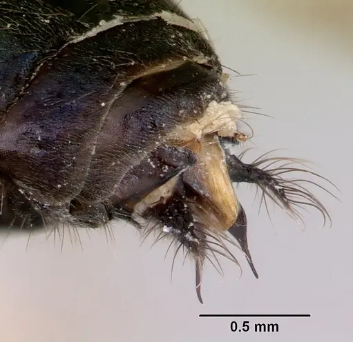 Iridomyrmex purpureus - CASENT0172040