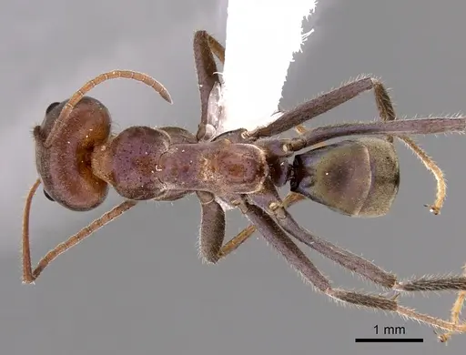 Iridomyrmex purpureus - CASENT0249723