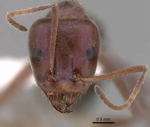 Iridomyrmex purpureus - CASENT0249723