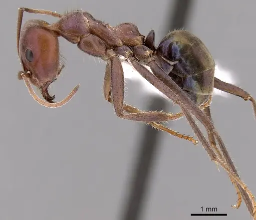 Iridomyrmex purpureus - CASENT0249723