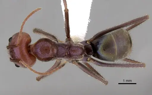 Iridomyrmex purpureus - CASENT0249725