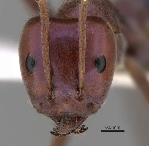 Iridomyrmex purpureus - CASENT0249725
