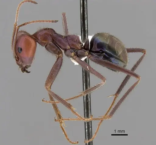 Iridomyrmex purpureus - CASENT0249725