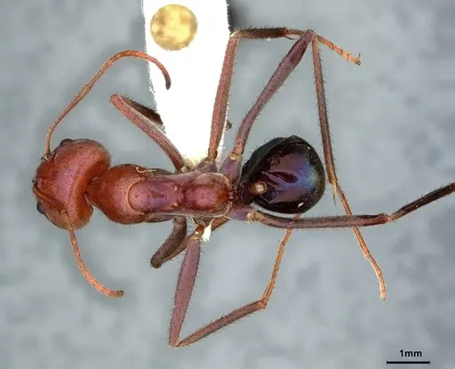 Iridomyrmex purpureus - CASENT0886042