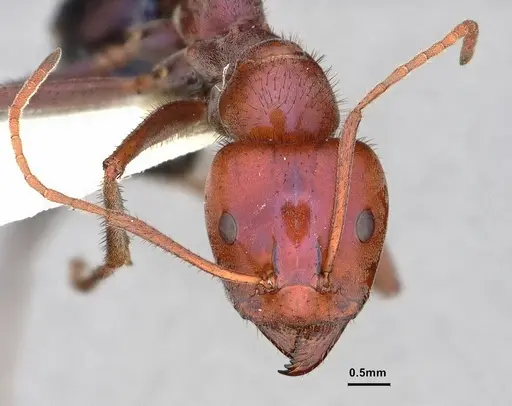 Iridomyrmex purpureus - CASENT0886042