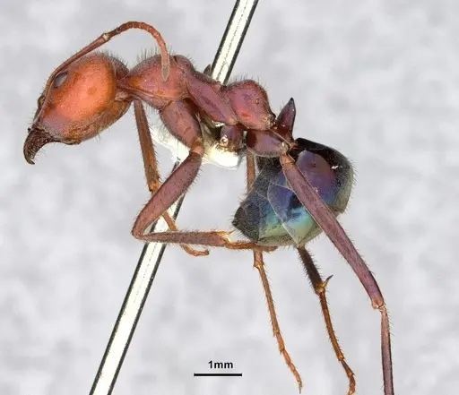 Iridomyrmex purpureus - CASENT0886042