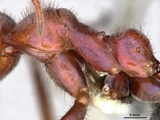 Iridomyrmex purpureus - CASENT0886042