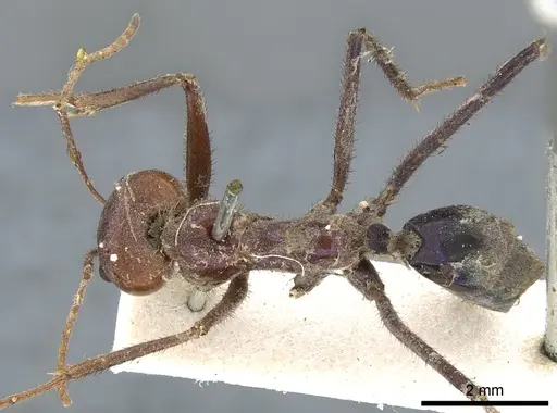 Iridomyrmex purpureus - CASENT0903079