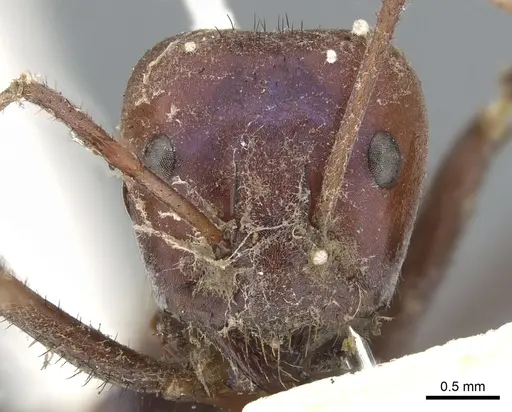 Iridomyrmex purpureus - CASENT0903079
