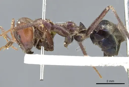Iridomyrmex purpureus - CASENT0903079