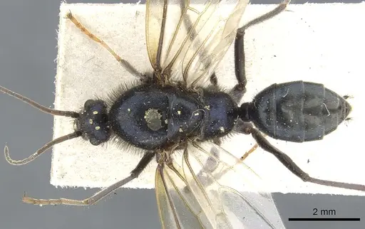 Iridomyrmex purpureus - CASENT0903477