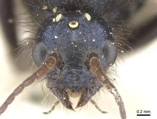 Iridomyrmex purpureus - CASENT0903477