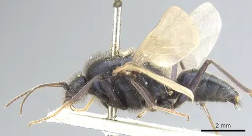 Iridomyrmex purpureus - CASENT0903477