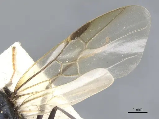 Iridomyrmex purpureus - CASENT0903477