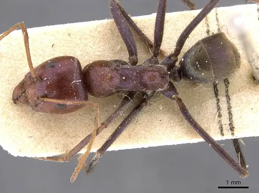 Iridomyrmex purpureus - CASENT0909519