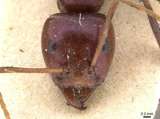 Iridomyrmex purpureus - CASENT0909519