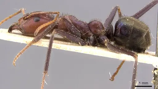 Iridomyrmex purpureus - CASENT0909519