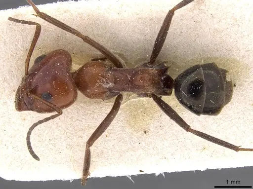 Iridomyrmex purpureus - CASENT0909520