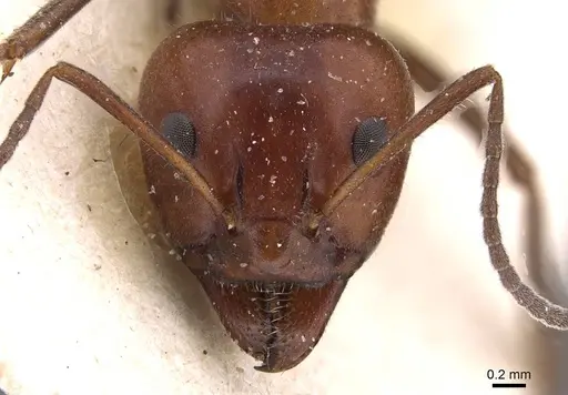 Iridomyrmex purpureus - CASENT0909520