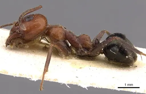 Iridomyrmex purpureus - CASENT0909520