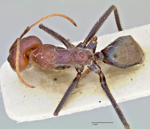 Iridomyrmex purpureus - FOCOL2826