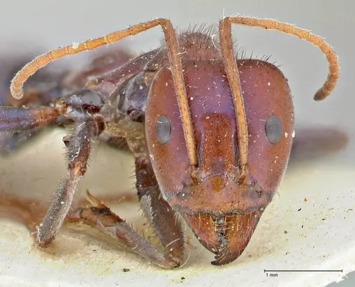 Iridomyrmex purpureus - FOCOL2826