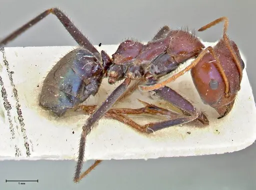 Iridomyrmex purpureus - FOCOL2826
