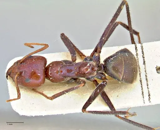 Iridomyrmex purpureus - FOCOL2827