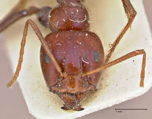 Iridomyrmex purpureus - FOCOL2827