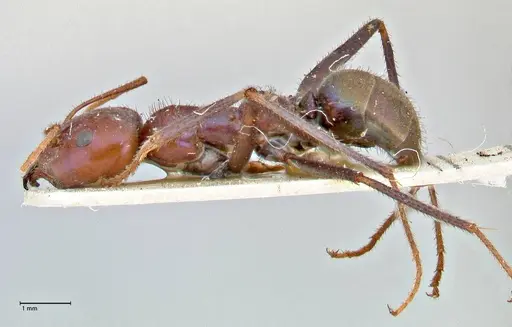 Iridomyrmex purpureus - FOCOL2827
