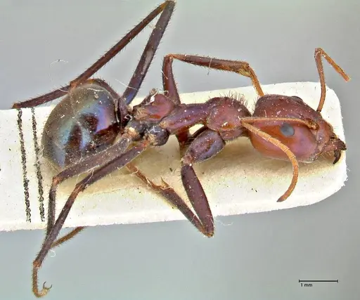 Iridomyrmex purpureus - FOCOL2827