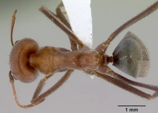 Iridomyrmex reburrus specimen