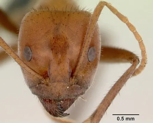 Iridomyrmex reburrus specimen