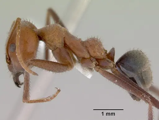 Iridomyrmex reburrus specimen