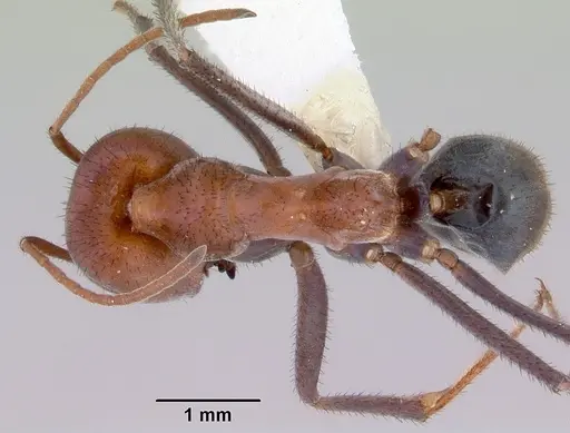 Iridomyrmex reburrus - CASENT0172049