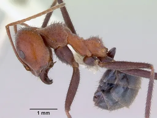 Iridomyrmex reburrus - CASENT0172049